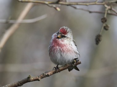 Common redpoll (Acanthis flammea) clipart