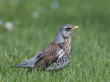 fieldfare (turdus pilaris)