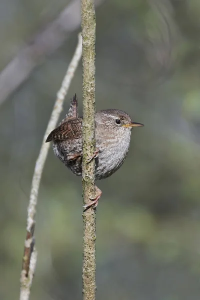 Troglodytes d'Eurasie (Troglodytes troglodytes)) — Photo