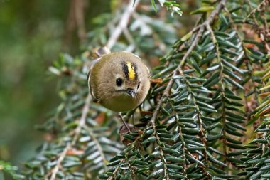 Çalıkuşu (regulus regulus)