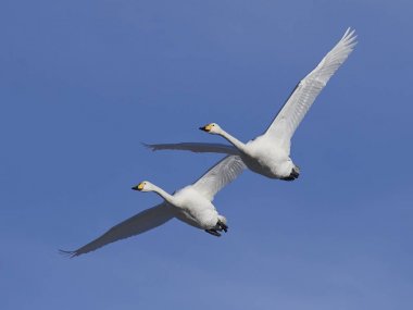 Whooper swan (Cygnus cygnus) clipart