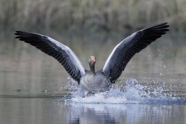 Greylag goose (Anser anser) clipart