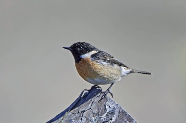 Avrupa Taşkakanı (Saxicola rubicola)