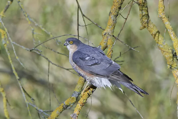 Gavilán euroasiático (Accipiter nisus ) —  Fotos de Stock