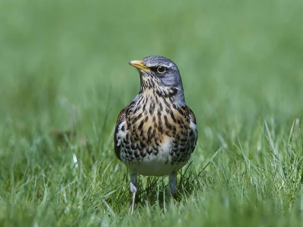 Drozd kvíčala (turdus pilaris) — Stock fotografie