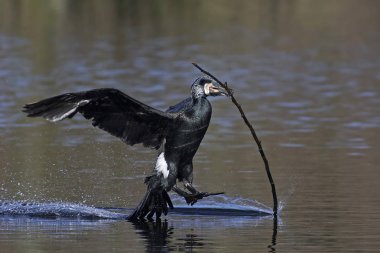 Büyük Karabatak (Phalacrocorax karbo)