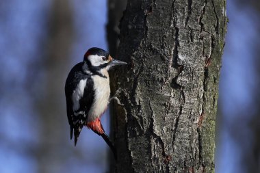 Büyük Benekli Ağaçkakan (Dendrocopos major)