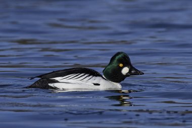 ortak goldeneye (bucephala clangula)