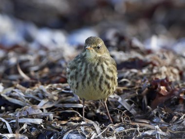 Avrasya Kaya incir kuşu (Anthus petrosus)