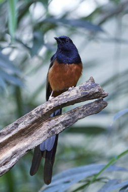 Beyaz popolu shama (Copsychus malabaricus)