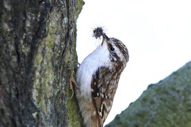 Avrasya Tırmaşık kuşugiller (certhia familiaris)
