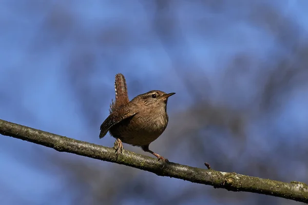 Eurasiatisk wren (troglodytes troglodytes)) — Stockfoto