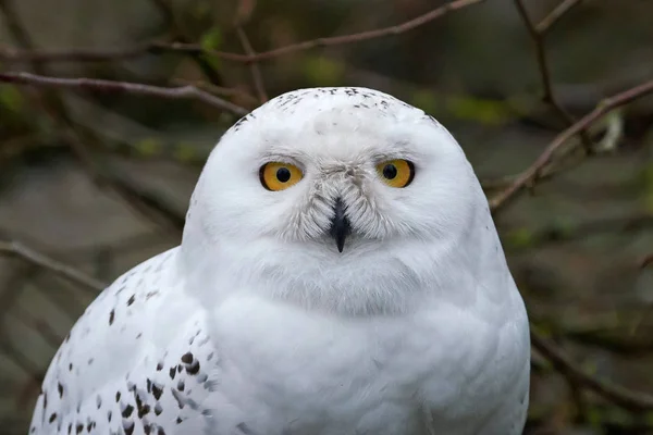 Snowy owl (bubo scandiacus) — Stock Photo, Image