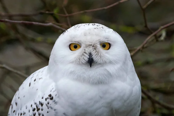 Coruja-de-neve (Bubo scandiacus) — Fotografia de Stock