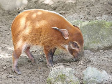 Kızıl nehir domuzu (Potamochoerus porcus)