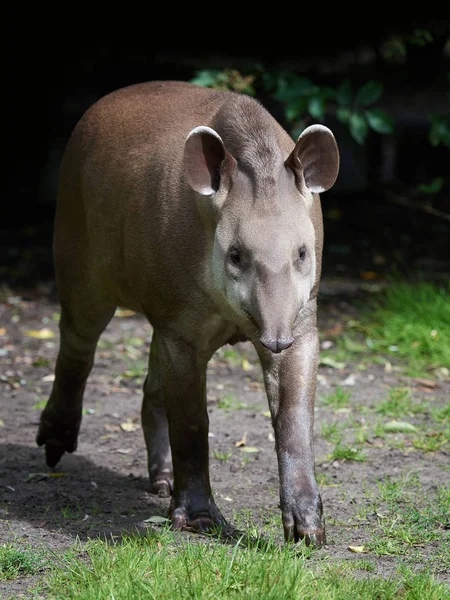 Zuid-Amerikaanse tapir (Tapirus terrestris)) — Stockfoto