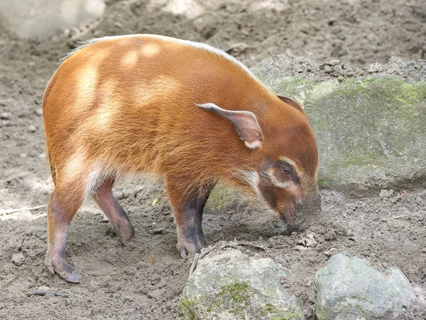 Rödspätta (Potamochoerus porcus)) — Stockfoto