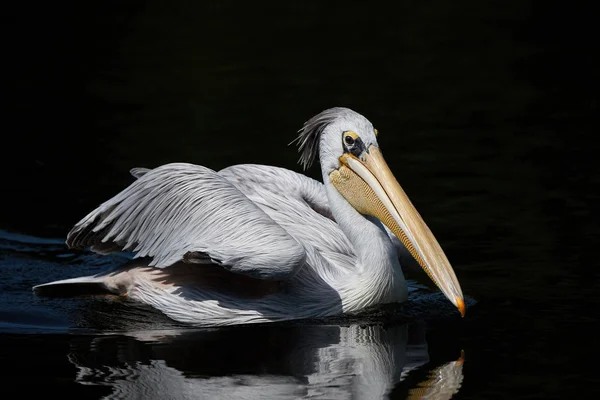 Pink-backed Pelican (Pelecanus rufescens) — Stockfoto