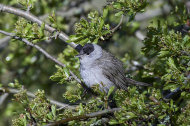 Avrasya ötleğen (Sylvia atricapilla)