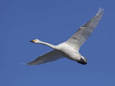 Ötücü kuğu (Cygnus cygnus)