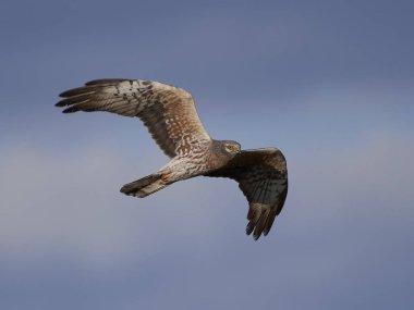 Montagus harrier (Circus pygargus)
