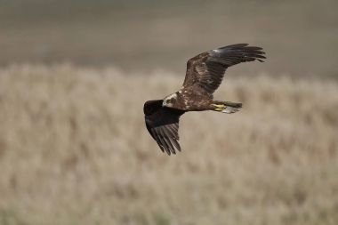 Batı marsh harrier (sirk aeruginosus)