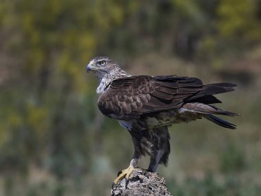 Bonellis Kartalı (Aquila fasciata)