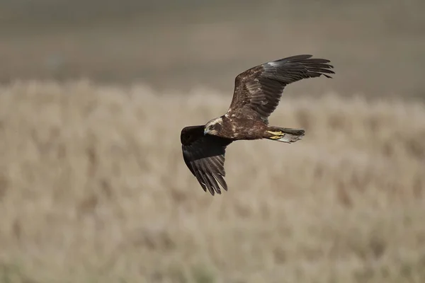 Harrier pântano ocidental (Circus aeruginosus ) — Fotografia de Stock