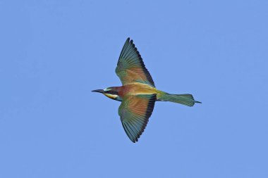 Avrupa Arı Yiyen (Merops Apiaster))
