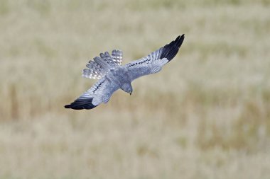 Montagus harrier (Circus pygargus)