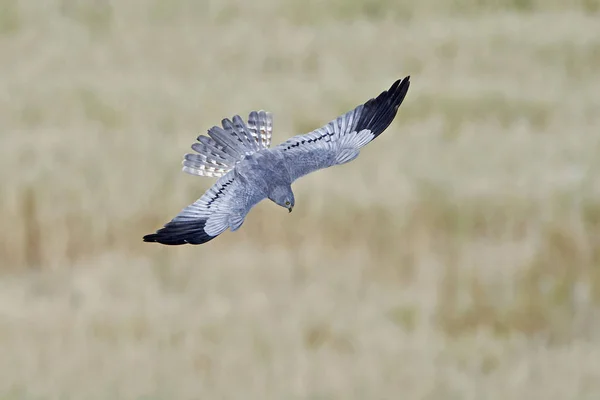Falco di Montagus (Circus pygargus) — Foto Stock
