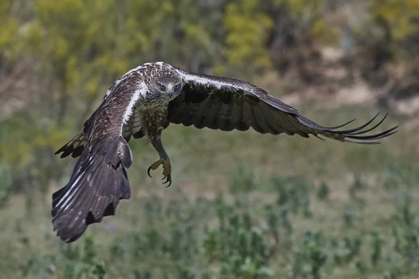 Bonellis Kartalı (Aquila fasciata) — Stok fotoğraf