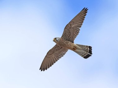 Küçük kerkenez (Falco naumanni)