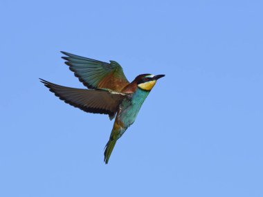 Avrupa Arı Yiyen (Merops Apiaster))