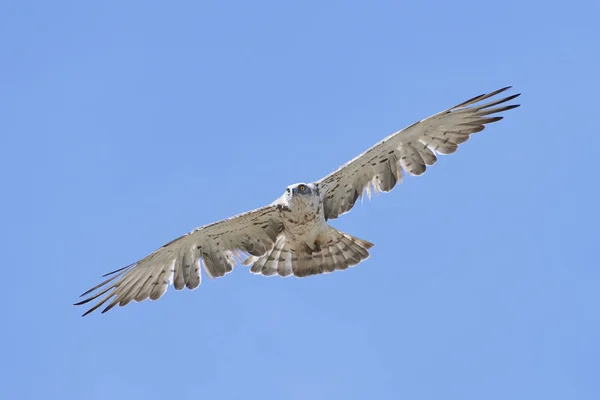 Aigle à doigts courts (Circaetus gallicus)) — Photo