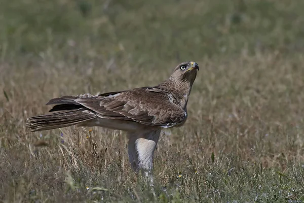 Águia de Bonellis (Aquila fasciata ) — Fotografia de Stock