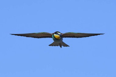 Avrupa Arı Yiyen (Merops Apiaster))