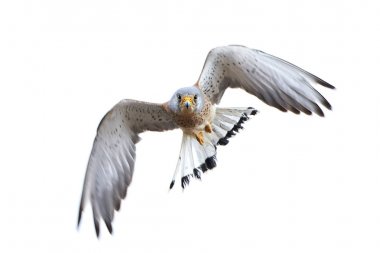 Küçük kerkenez (Falco naumanni)