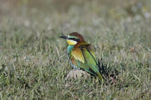 Europäische Bienenfresser (Merops apiaster)) — Stockfoto