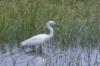 Küçük Egret (Egretta garzetta)