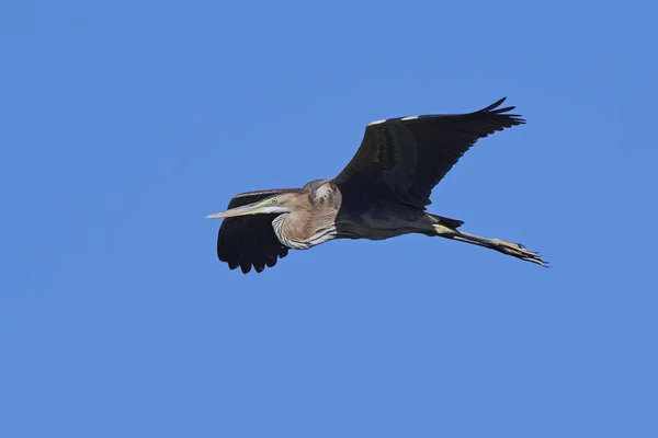 Mor balıkçıl (Ardea purpurea) — Stok fotoğraf