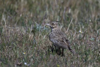 Tepeli toygar (galerida cristata)