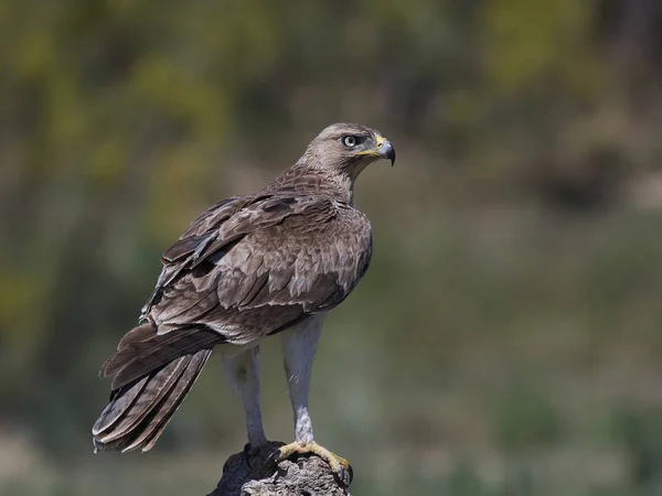 Bonellis Kartalı (Aquila fasciata) — Stok fotoğraf