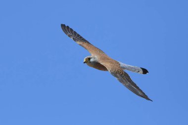 Küçük kerkenez (Falco naumanni)