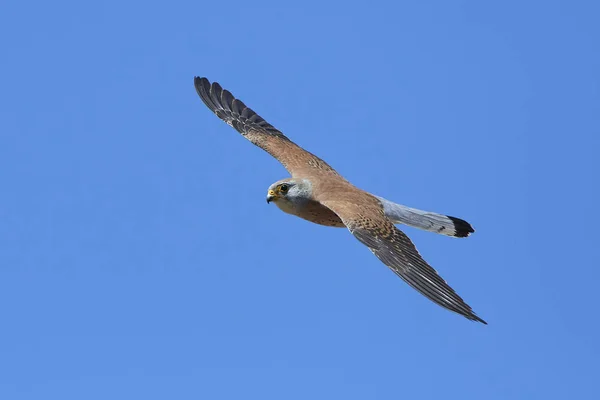 Mindre tornfalk (Falco naumanni) — Stockfoto