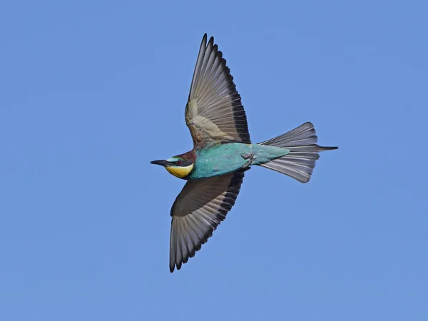 Vlha pestrá (Merops Apiaster) — Stock fotografie