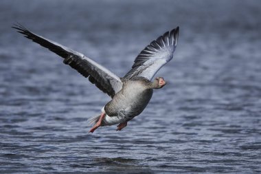 Greylag kaz (Anser anser)