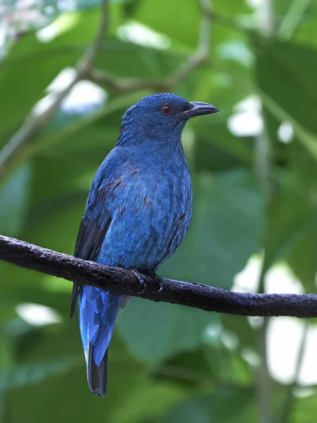 Aziatische blauwrug (Irena puella) — Stockfoto