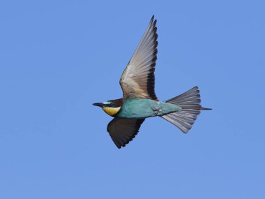 Avrupa Arı Yiyen (Merops Apiaster))