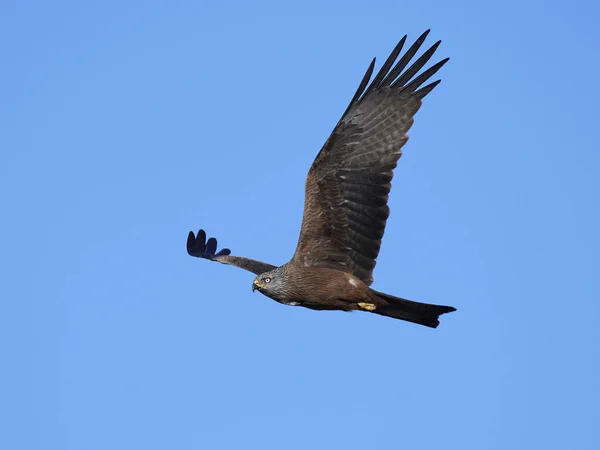 Siyah uçurtma (milvus migrans) — Stok fotoğraf